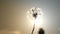 Dandelion on background of sky and the sight of a woman walking away in sunset.