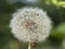 Dandelion ball soft flower macro