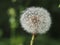 Dandelion ball soft flower macro