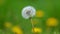 Dandelion, beautiful unique yellow flower weed.