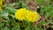 Dandelion, beautiful unique yellow flower weed.