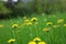 Dandelion, beautiful unique yellow flower weed.