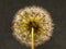 Dandelion black background still life