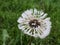 Dandelion bloom covered in water droplets