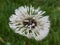 Dandelion bloom covered in water droplets