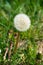 Dandelion bloom, sow thistle or Sonchus oleraceus head spreading seeds in a meadow