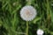 dandelion bloomed with white seeds waiting to get blowned