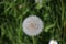 Dandelion bloomed with white seeds waiting to get blowned