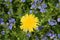 Dandelion on a blooming glade. Spring and flowering