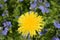 Dandelion on a blooming glade. Spring and flowering