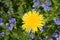 Dandelion on a blooming glade. Spring and flowering