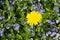 Dandelion on a blooming glade. Spring and flowering