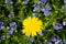 Dandelion on a blooming glade. Spring and flowering