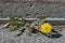 Dandelion blooming on the side of a street