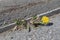 Dandelion blooming on the side of a street