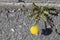 Dandelion blooming on the side of a street