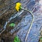 Dandelion blooming on wet stone