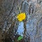 Dandelion blooming on wet stone