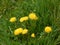 Dandelion blooms beautifully in bright yellow