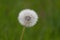 Dandelion blooms closeup on green background