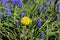 A dandelion blooms among muscari flowers