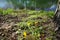 Dandelion blooms in spring on the river bank. Berlin, Germany