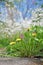 Dandelion blooms. Spring. Summer. Clear day.