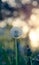 Dandelion blossom defocused in garden