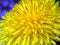 Dandelion blossom detail