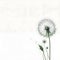 Dandelion blossom faded on white empty background - St Patrick\\\'s day summer banner