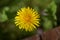 Dandelion blossom flower in my garden