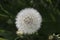Dandelion blossom, in German Pustblume, with white little screens on a green meadow
