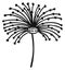 Dandelion blossom icon. Black flower in vintage drawing style