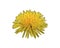 Dandelion blossom with shallow focus being flooded with warm sunlight. Illustration of dandelion blossom