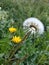 Dandelion blossoms and seed