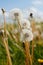 Dandelion Blow Ball Stalks