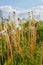 Dandelion Blow Ball Stalks