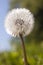 Dandelion blowball