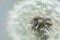 Dandelion blowball, close up, blurred background