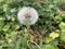 Dandelion - blowball flower