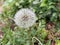 Dandelion - blowball flower