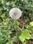 Dandelion - blowball flower closeup