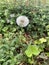 Dandelion - blowball flower closeup