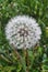 A dandelion blowball flower in the field