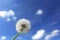 Dandelion blowball in front of a blue sky with white clouds