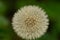 Dandelion blowball summer closeup shined