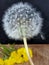 Dandelion blowball summer flowers