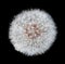 Dandelion Blowball - Taraxacum officinale