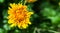 Dandelion blowball taraxacum Yellow flower close up macro free copy space for text