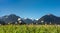 Dandelion blowballs in idyllic mountain scenery and clear blue sky.